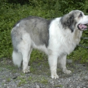 Pyrenean Mastiff